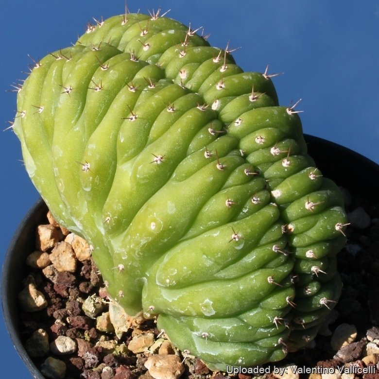 Echinopsis Pachanoi F Cristata