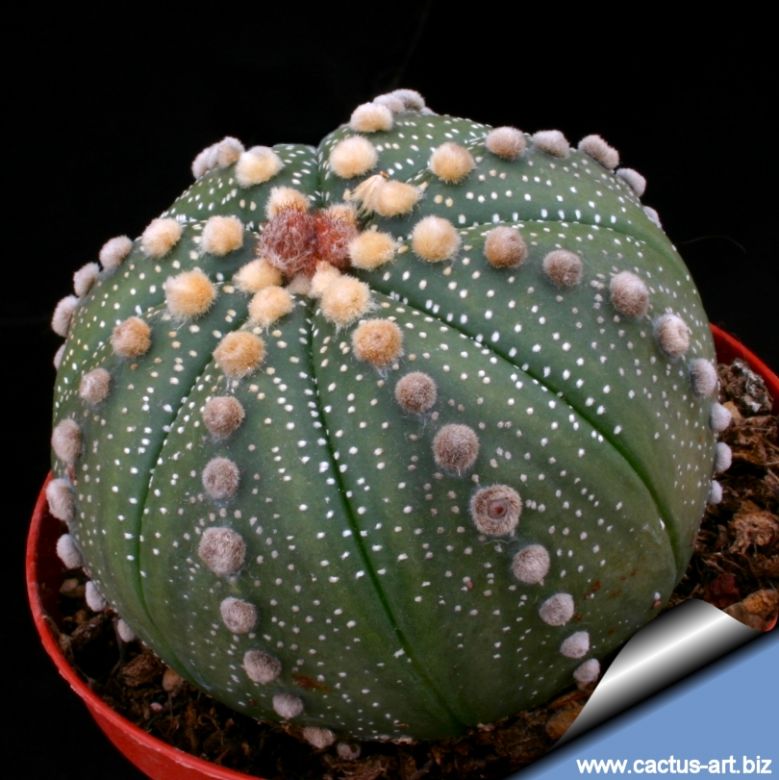 Elegant Cute Succulent Plant Astrophytum asterias Cactus 3-8cm Ball 