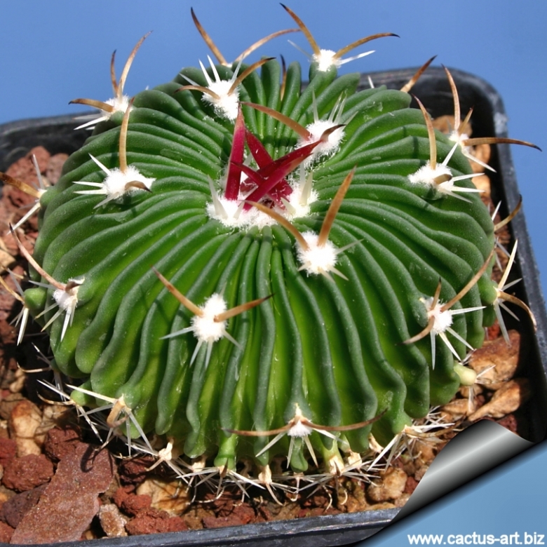 Echinofossulocactus zacatecasensis Semillas-Cactus Cactus STENOCACTUS multicostata 