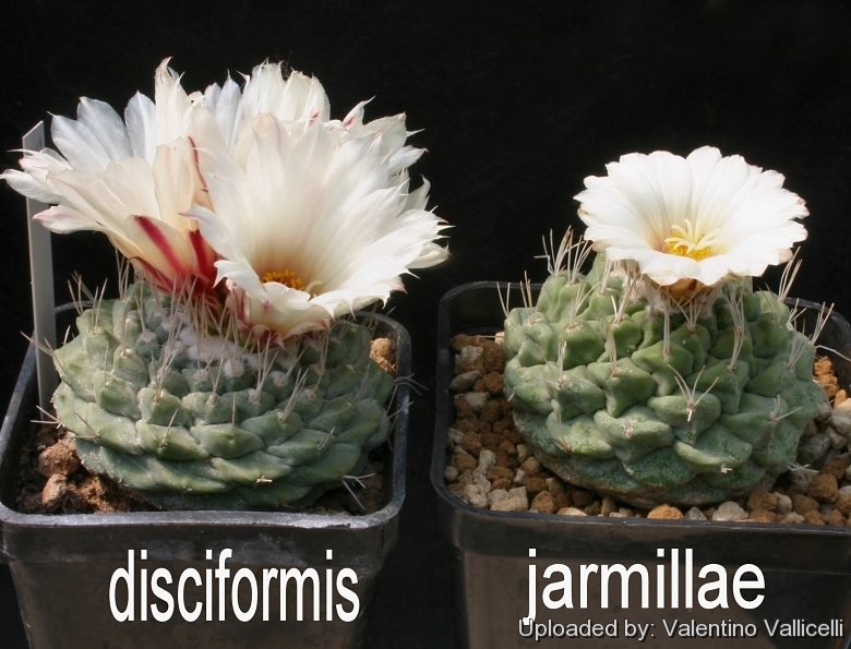 50 Semillas frescas Strombocactus Disciformis 種子 เมล ดพ นธ Raro Cactus