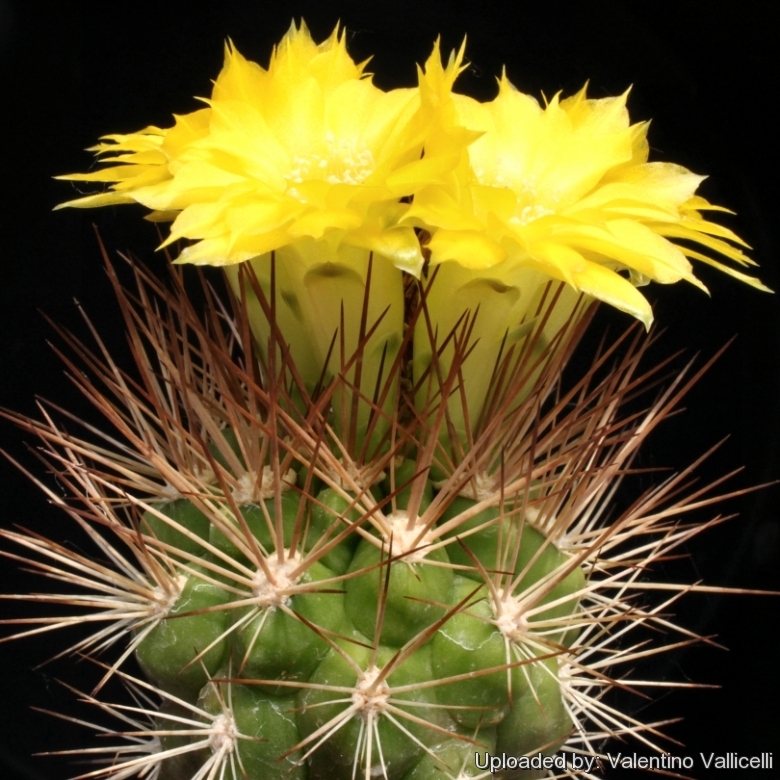 Cactus-Graines Weingartia mélange d’espèces