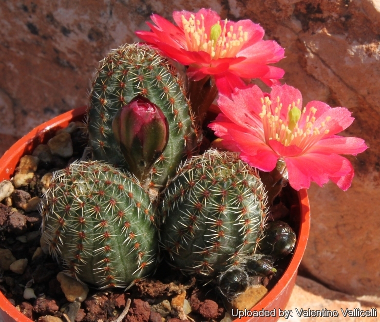 Mediolobivia tropaolipicta Cactus Cacti Succulent Real Live Plant 