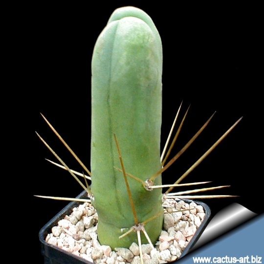 cactus penis ritualurile penisului