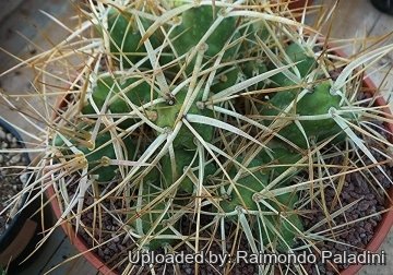 Maihueniopsis platyacantha