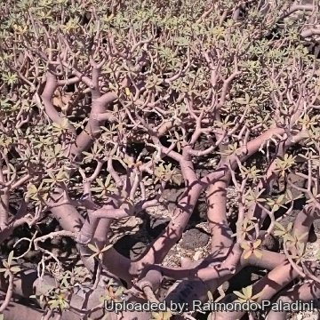 Euphorbia balsamifera