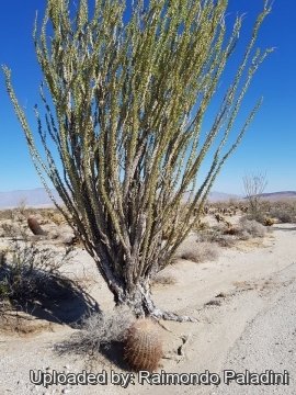 Fouquieria splendens