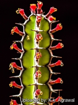 Euphorbia vulcanorum