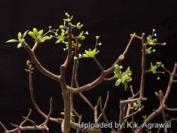 Bursera hindsiana