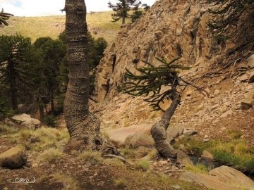Araucaria araucana