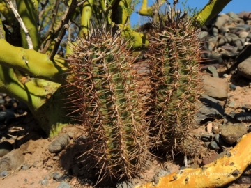 Austrocactus patagonicus