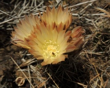 Austrocactus longicarpus