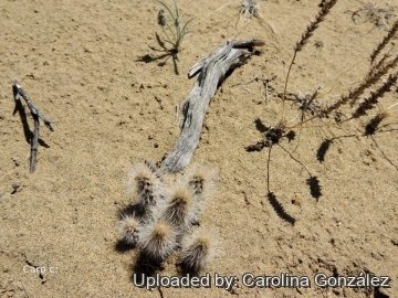 Pterocactus valentini