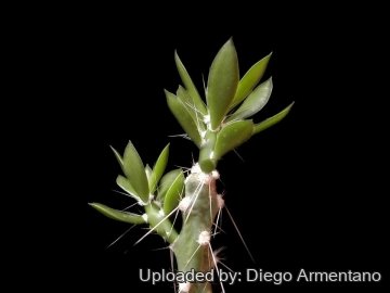 Quiabentia verticillata