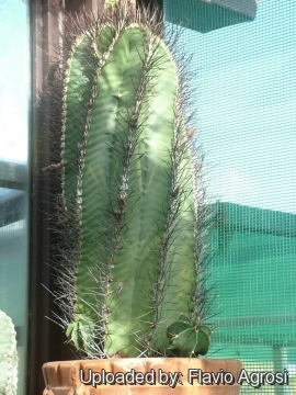 Astrophytum hybrid CAP-OR nudum (A. capricorne v. glabrescens x A. ornatum f. nudum)