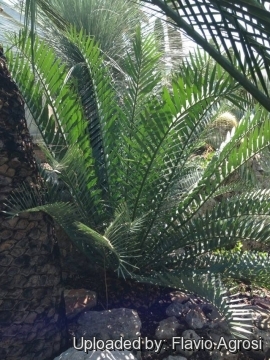 Encephalartos arenarius