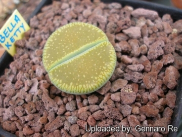 Lithops aucampiae subs. euniceae cv. Bellaketty