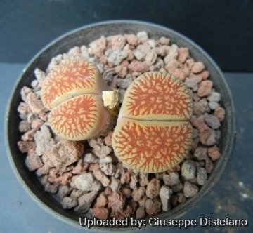 Lithops aucampiae subs. euniceae C048 TL: 15 km N of Hopetown, South Africa