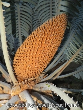 Cycas basaltica