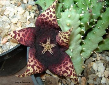 х Tavarorbea cv. Red Leopard