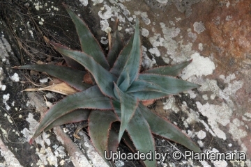 Aloe laeta