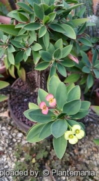 Euphorbia horombensis