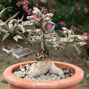 Euphorbia neomontana