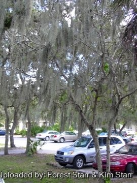 Tillandsia usneoides