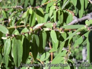 Euphorbia olowaluana