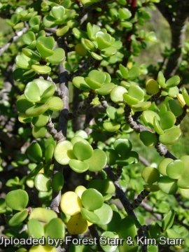 Portulacaria afra