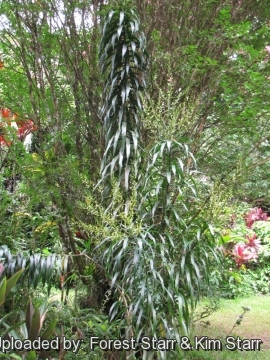 Dracaena angustifolia