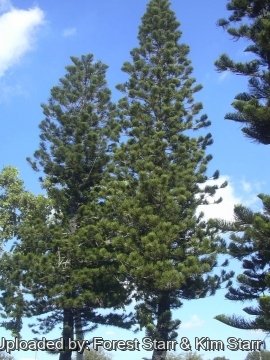 Araucaria heterophylla