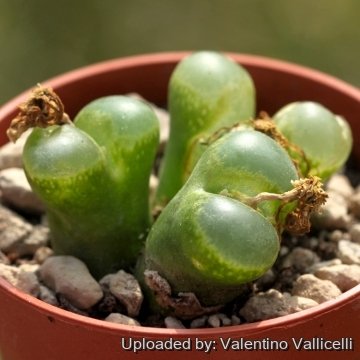 Conophytum friedrichiae