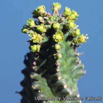 Euphorbia jansenvillensis