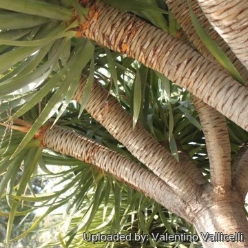 Dracaena draco