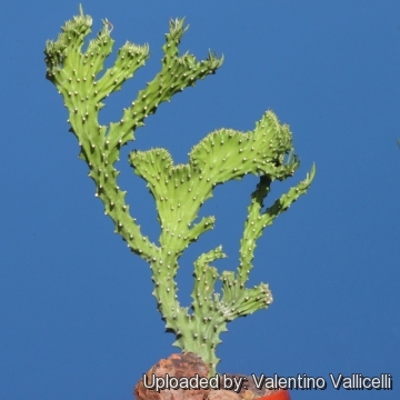 Euphorbia neriifolia f. cristata