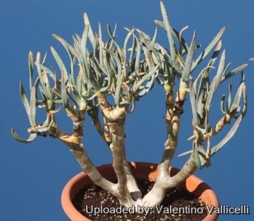Aloe dichotoma subs. ramosissima