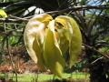 Leaves at Iao Tropical Gardens of Maui, Maui, Hawaii (USA). May 22, 2012.