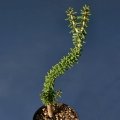 Portulacaria afra is usually grown grafted on Portulacaria afra Portulacaria afra is usually grown grafted on Portulacaria afra