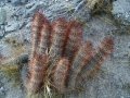 In habitat. (Neuquén province, Argentina)