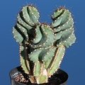 In the beginning the seedlings have ordinary straight ribs, but start to develop spirals when they reach the height of 10 cm. In the beginning the seedlings have ordinary straight ribs, but start to develop spirals when they reach the height of 10 cm.