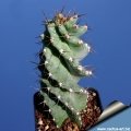 A very spiny form. A very spiny form.