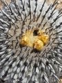 Copiapoa columna-alba, buds and seeds. Copiapoa columna-alba, buds and seeds.