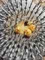 Copiapoa columna-alba, buds and seeds.