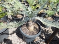 Cycas calcicola. over 25 years old from seed grown. At Cycad International. Katherine (Australia)