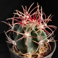 This species needs as much sun as possible and  careful watering, to stay compact with strong spines.