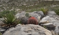 In habitat among agaves and prickly pears.