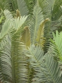 Bronze emergent leaves (rare form).
