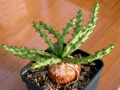 Cultivated by collectors, it is a very slow growing plant.