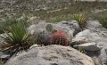 In habitat among agaves and prickly pears. In habitat among agaves and prickly pears.