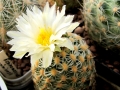 SB470 Coconino Co, Arizona, USA (yellow spines type)